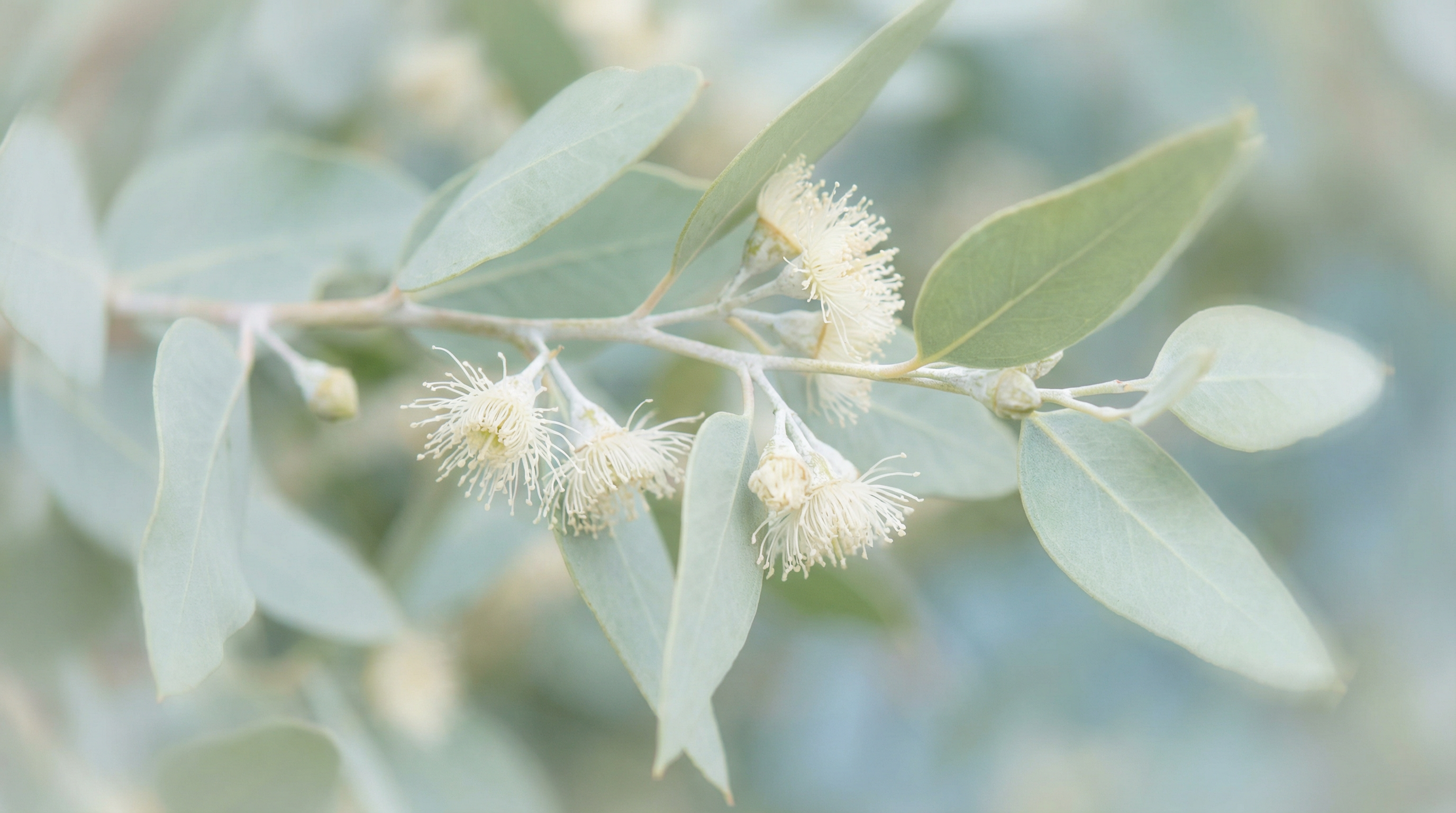 Eucalyptus leaves details